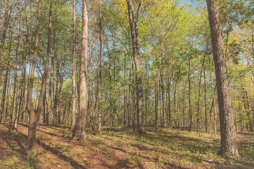 10 Acres in Rhea County, TN 