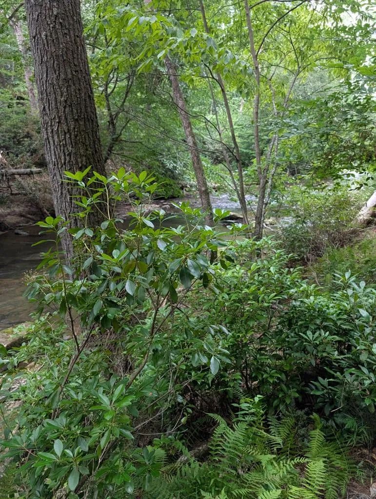 Lots & Land-Other in Blairsville - Blairsville, Georgia, 30512