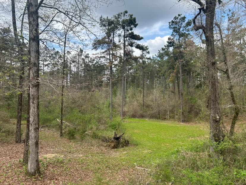 74 Acres with a Camp in Holmes County, MS 
