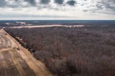 Tall Tines Timberland