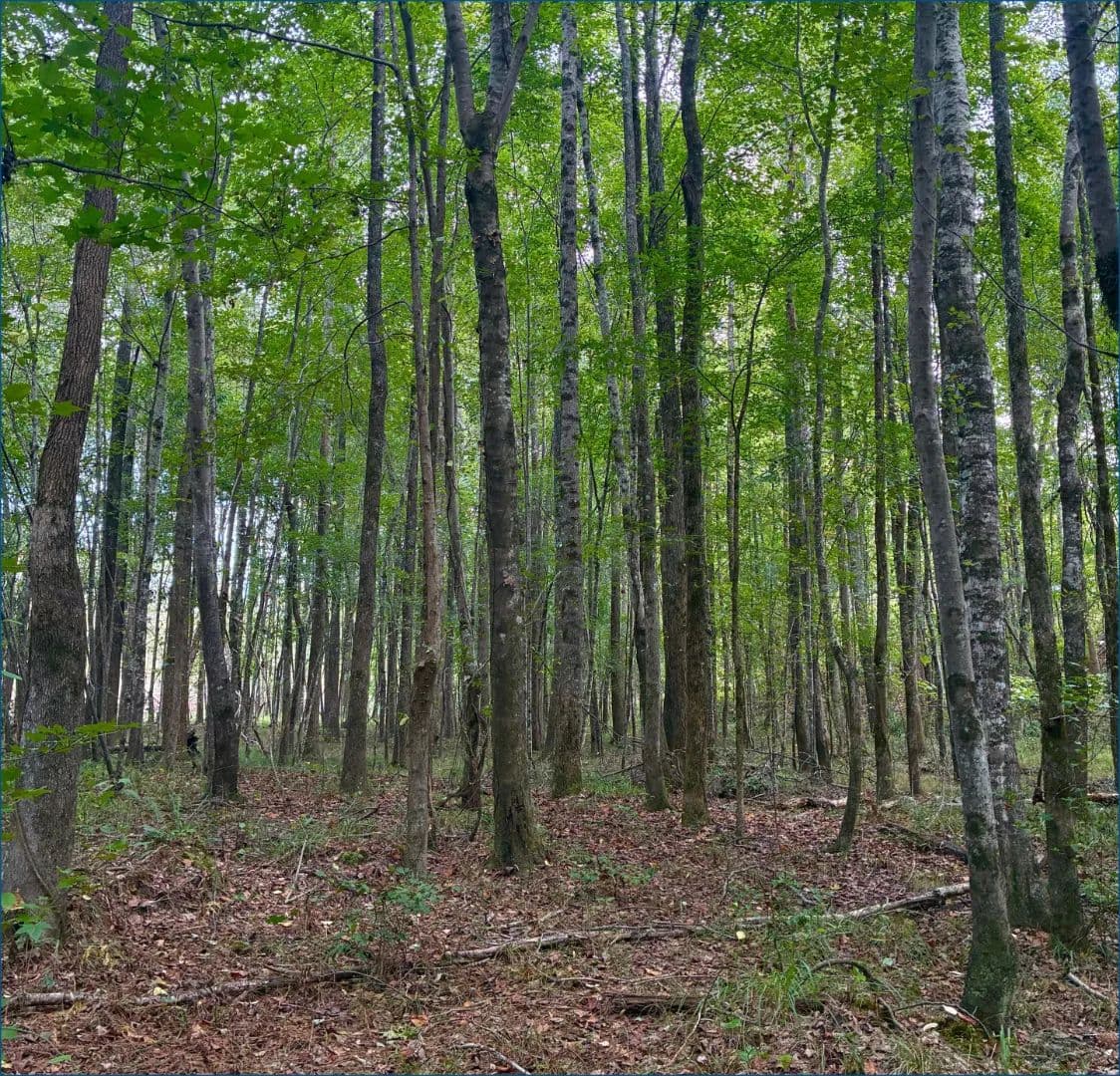 9 Acres in Choctaw County in Ackerman, MS - Ackerman, Mississippi, 39735
