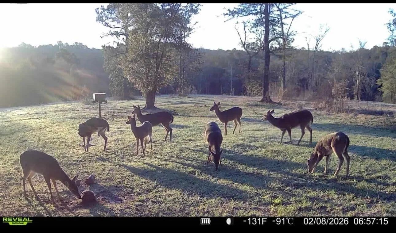 Twin Creek Hunting, Recreational and Rural Homesite - Newton, Alabama, 36352