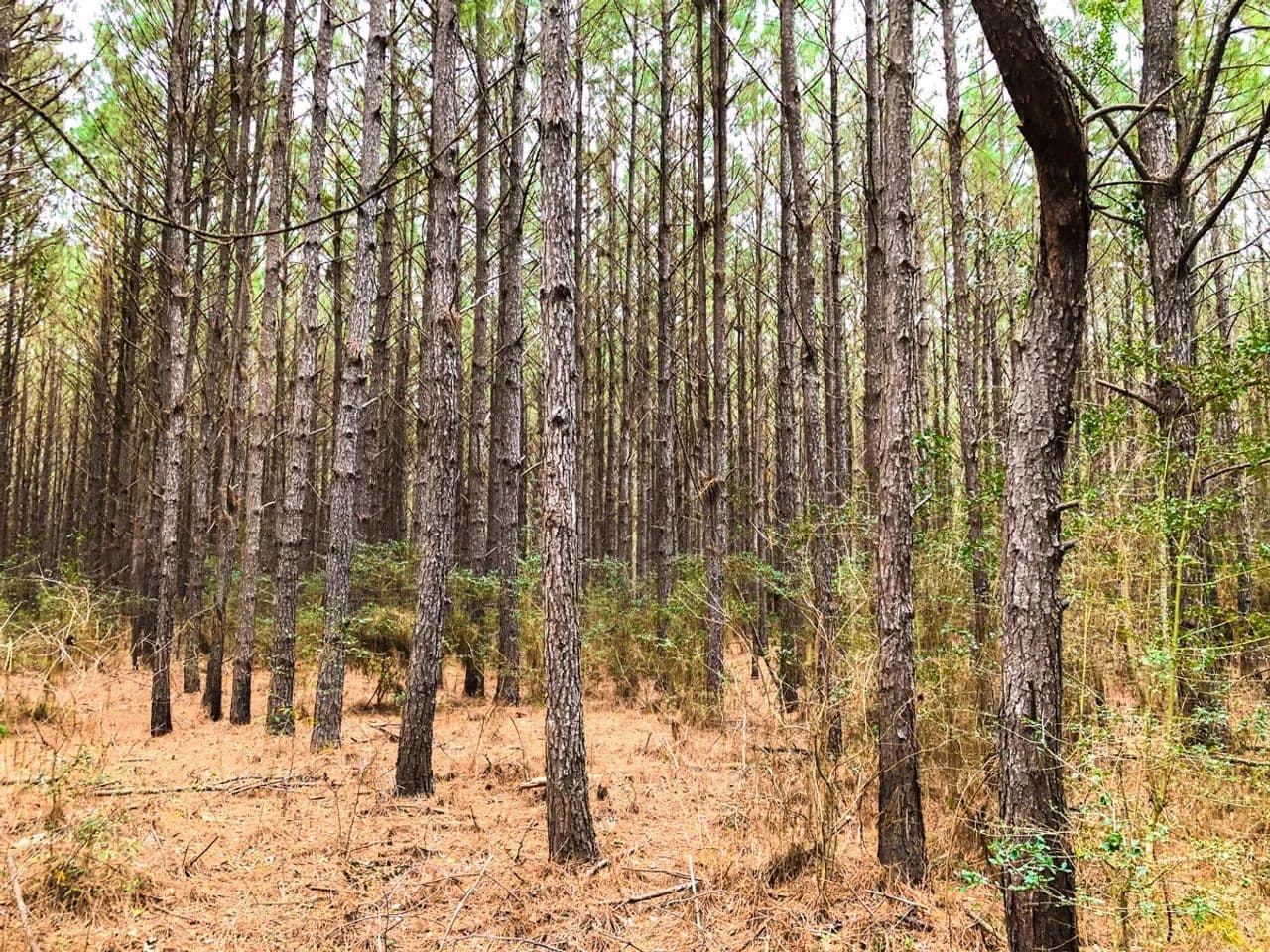 35 Acres | T-12 | Spurger Pines - Spurger, Texas, 77660