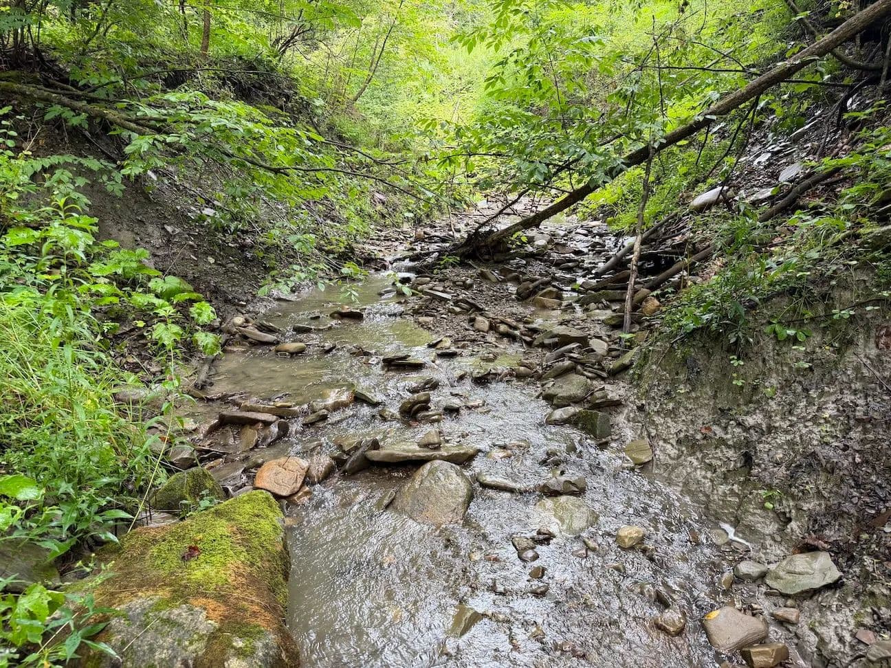 14.8 acres Recreational Land and Hunting Land in Sardinia NY Creek Rd - Sardinia, New York, 14134