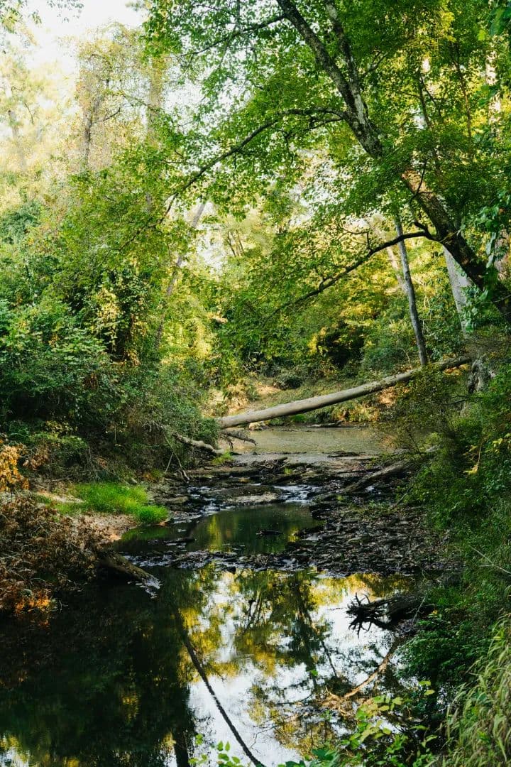 67 Acres in Simpson County, MS - Mendenhall, Mississippi, 39114