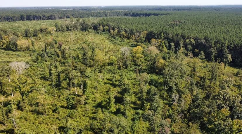 40 Acres For Sale Morehouse Parish