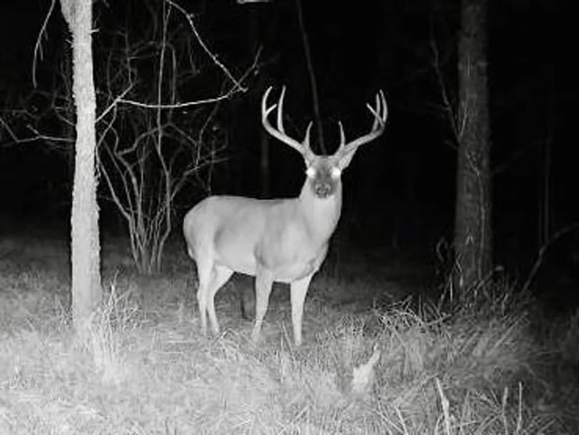 211.72 Acres of Premiere Hunting Bottomland on the Sabine River