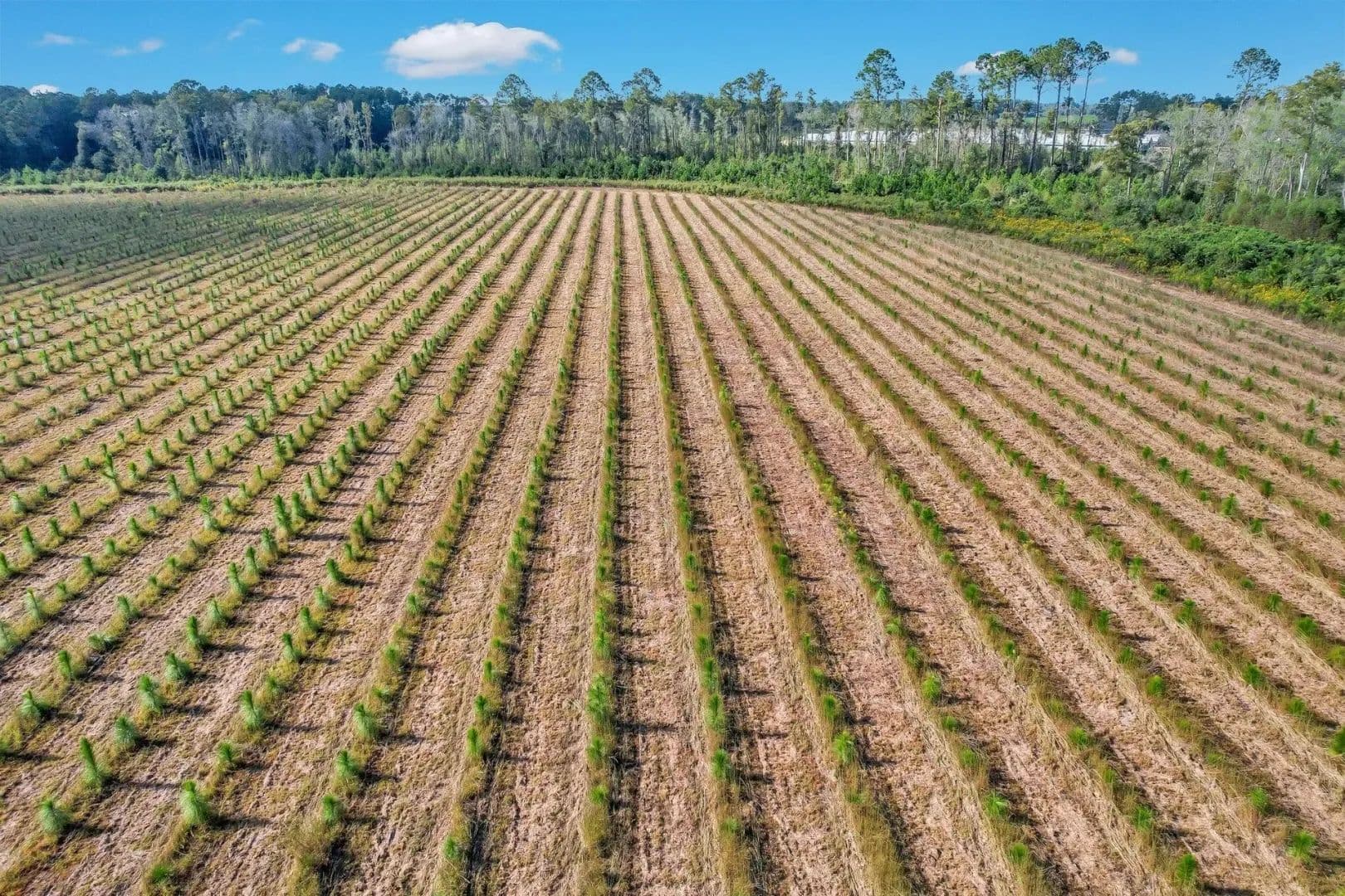 6.5 Acres of Land for Sale in Baxley, GA - Baxley, Georgia, 31513