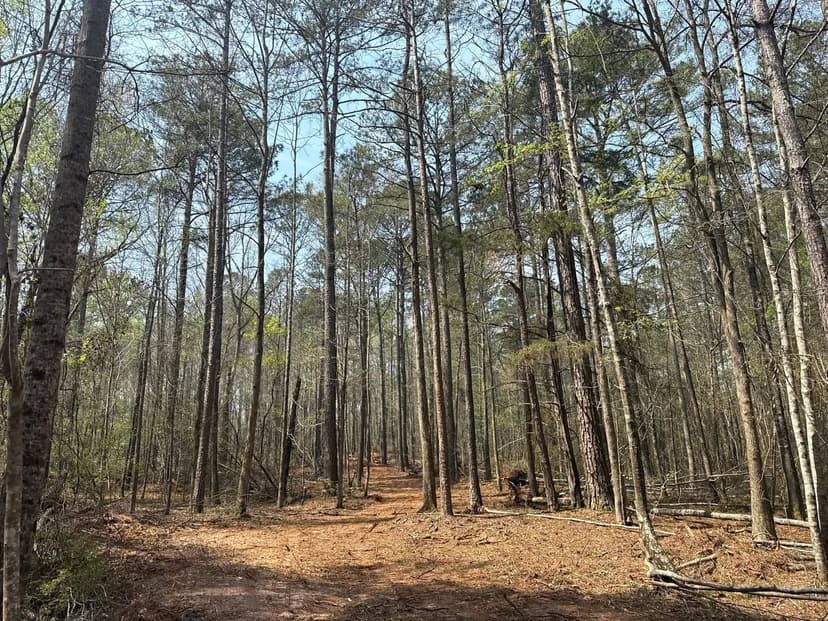15 +/- Acres - Waverly, AL