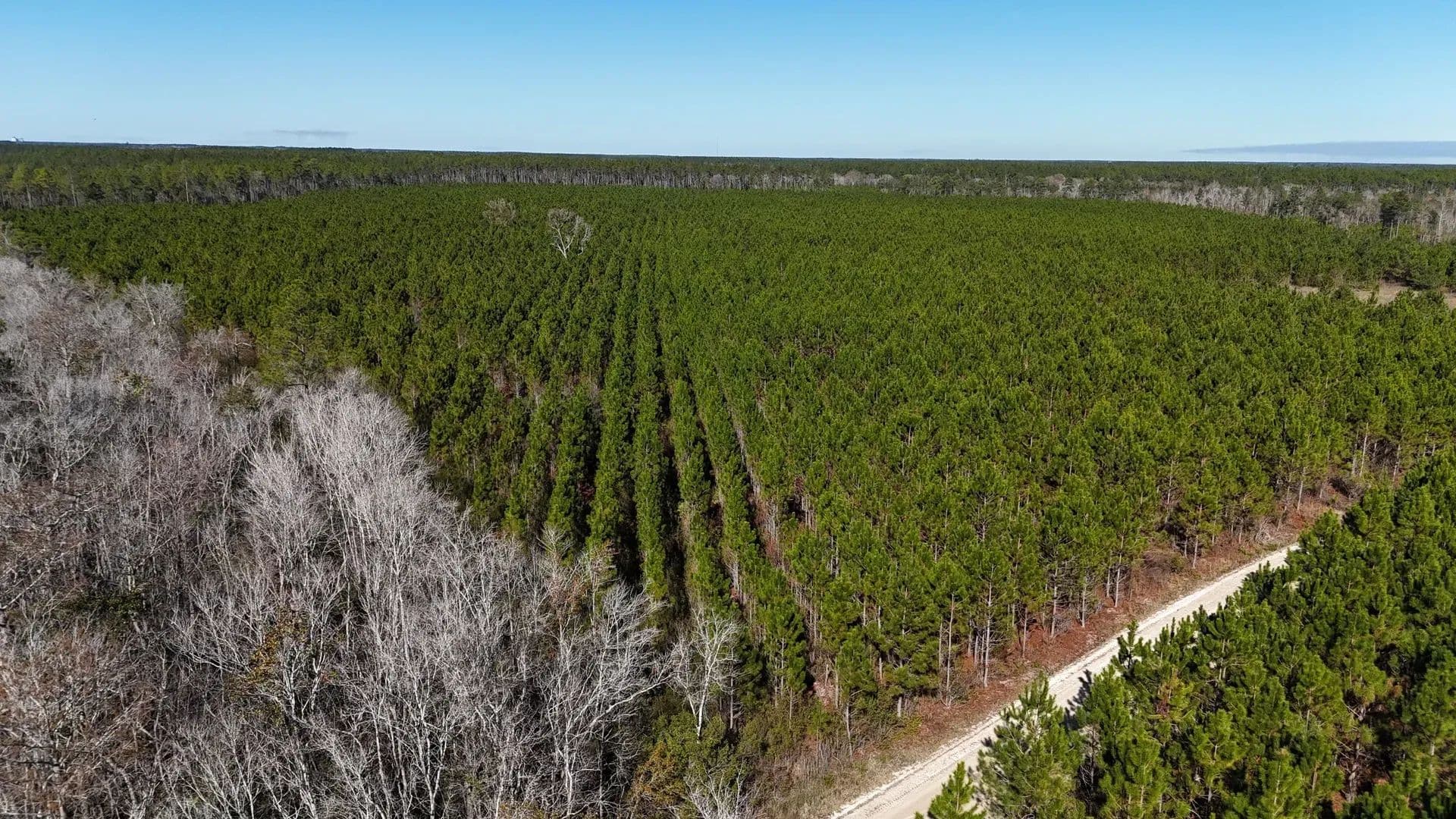 29 Acres of Land for Sale in Odum, GA - Odum, Georgia, 31555