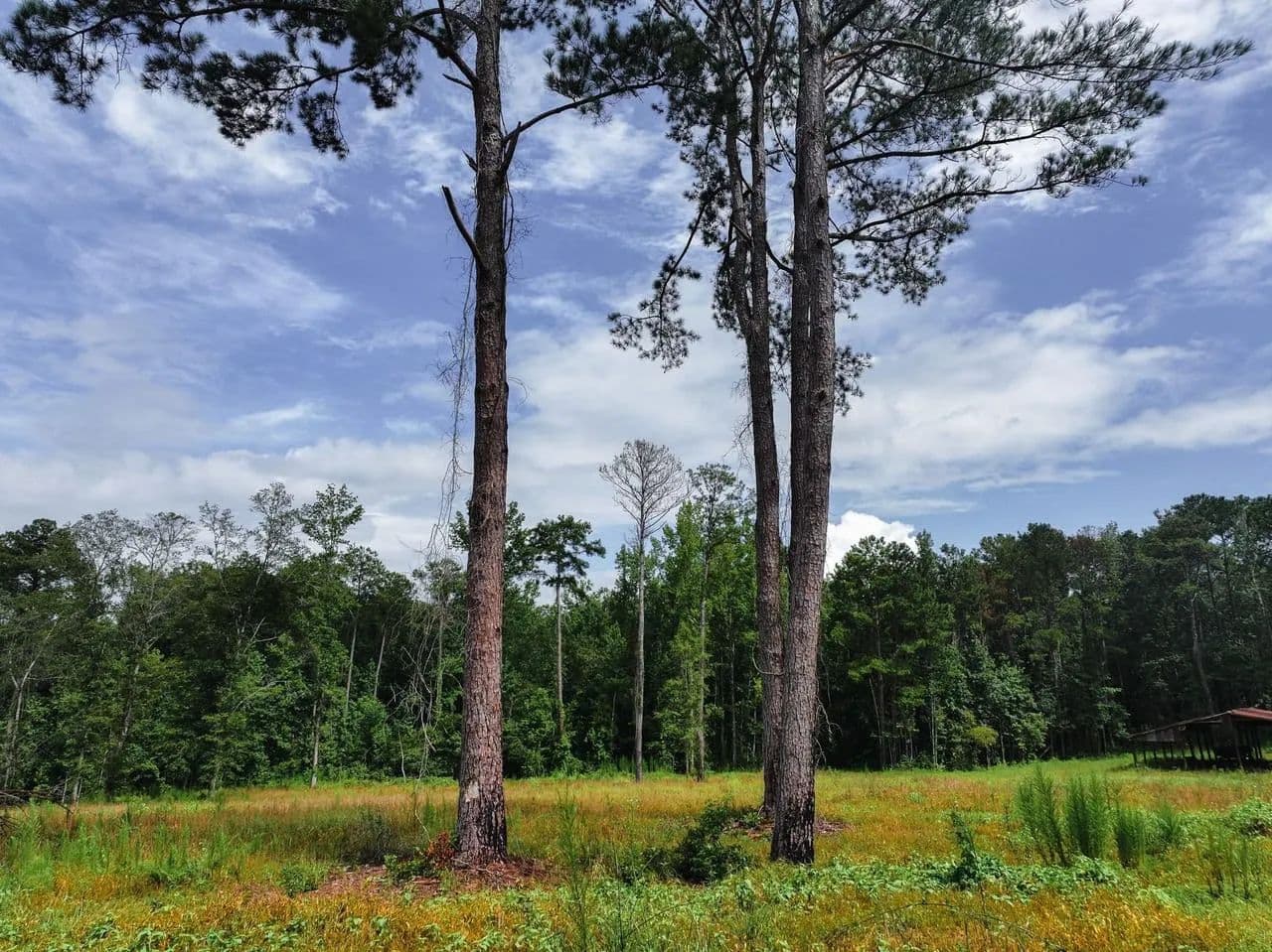 4.5 acres of secluded meadows minutes from Auburn (lot 13) - Auburn, Alabama, 36830