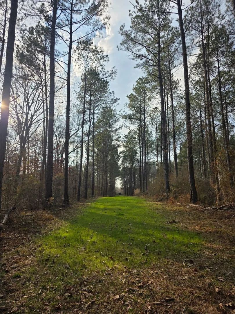 The Busby Farm 359+- acres in Bogue Chitto