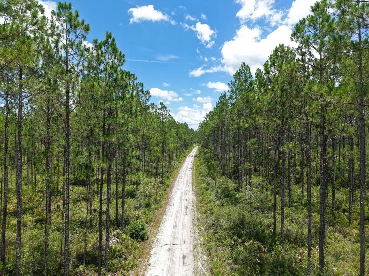 34.95 +/- Ac Recreational Timberland for Sale in Charlton County, GA - Saint George, Georgia, 31562