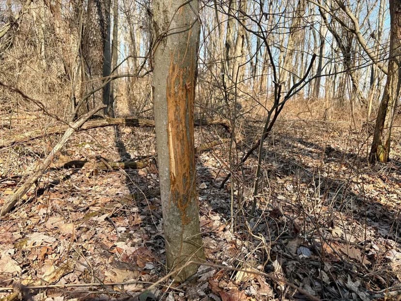 Conti Rd., Washington County - 16 +/- Acres