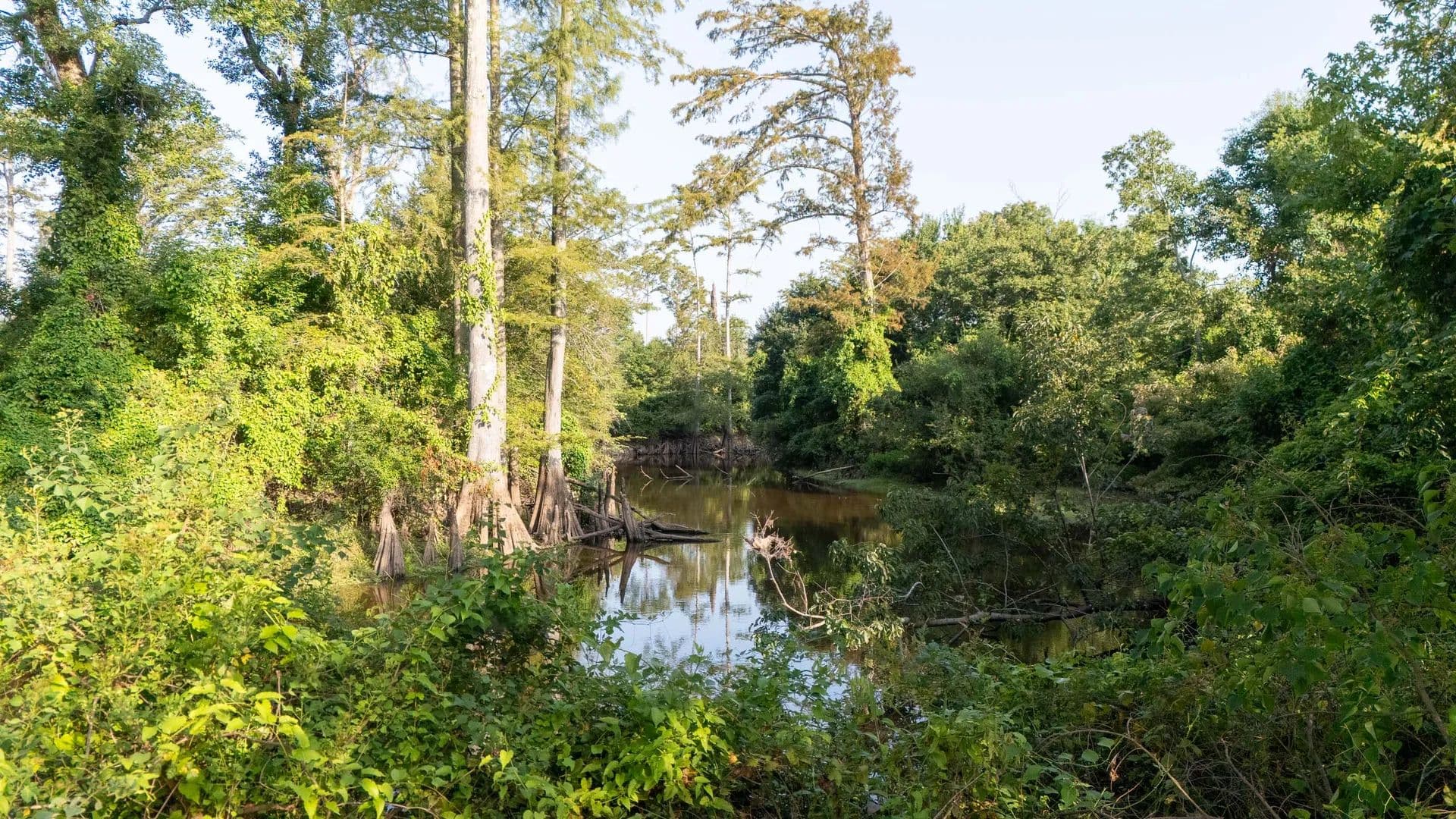 Bodcau Creek 320 - Lewisville, Arkansas, 71845