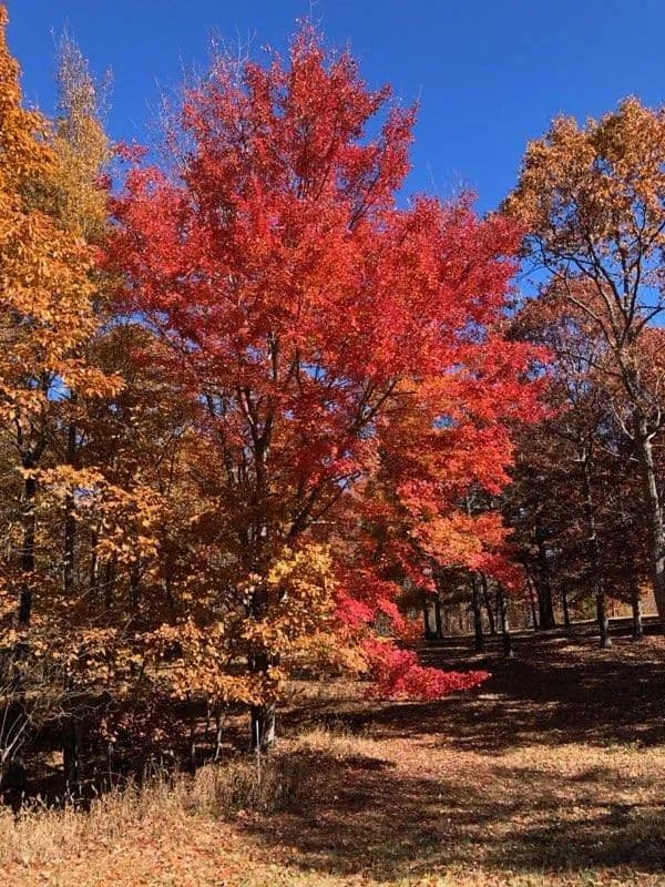 Land -Agricultural (Not Zoned) in Dunlap