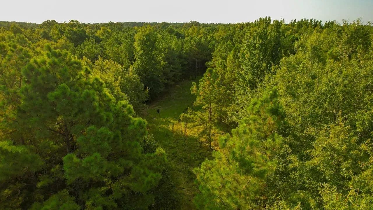 Red River Piney Woods - 115 Acres Red River County - Bagwell, Texas, 75412