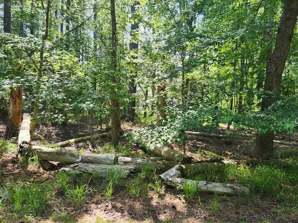 Land -Single Family Acreage in Greenbackville - Greenbackville, Virginia, 23356