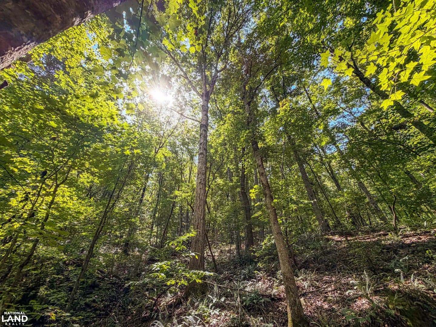 Shelby County Ballantrae Investment Hunting and Timber Tract - Alabaster, Alabama, 35007