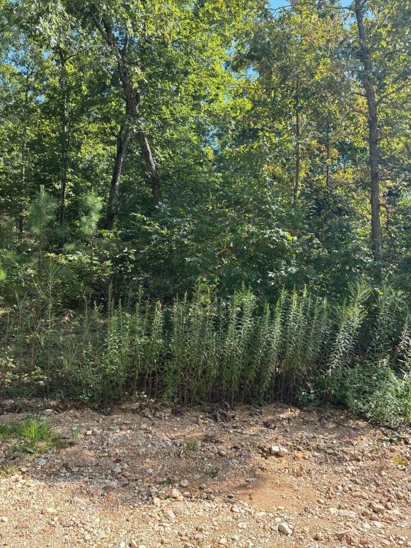 Affordable Raw Land in Reynolds Co. - Ellington, Missouri, 63638