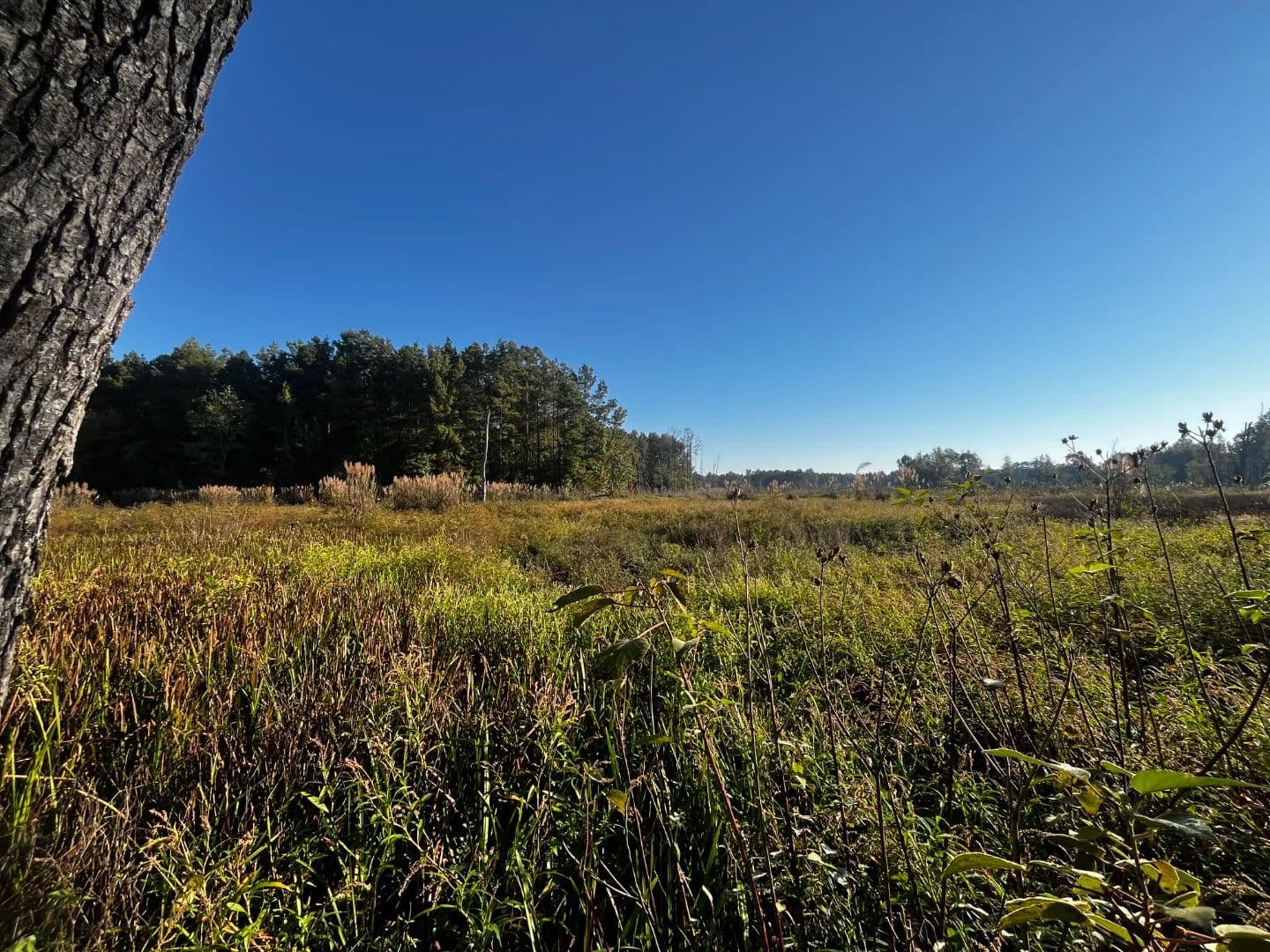 80 Acres in Drew County, AR - Monticello, Arkansas, 71655