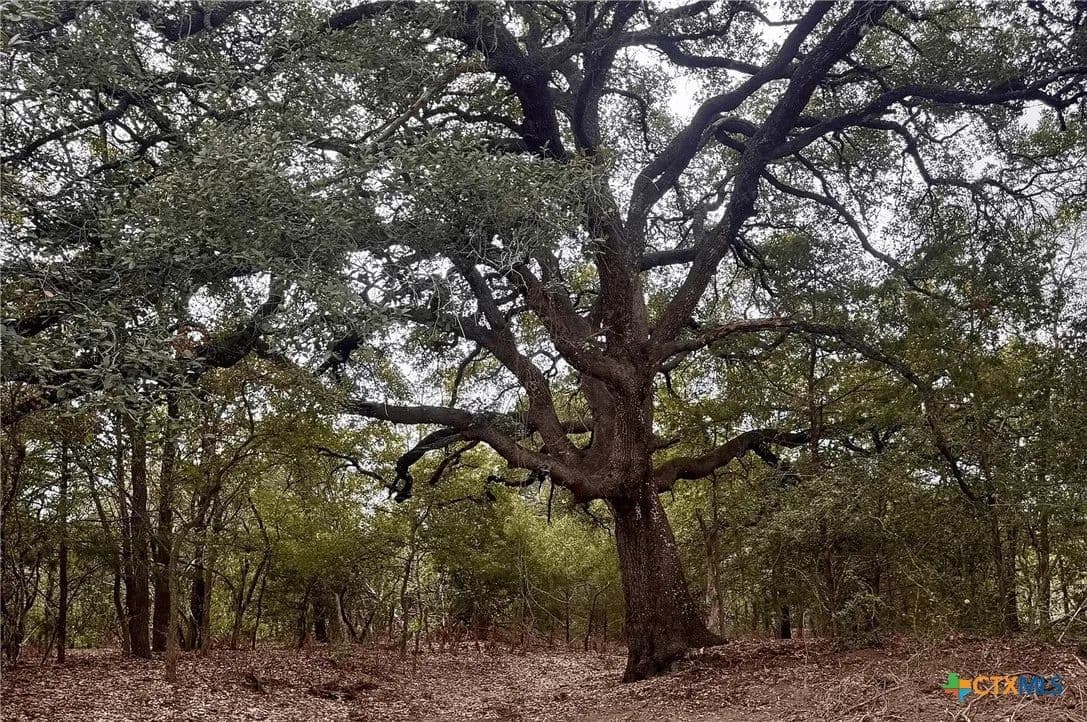 12.16 Acres of Land for Sale in Cedar Creek, TX - Cedar Creek, Texas, 78612