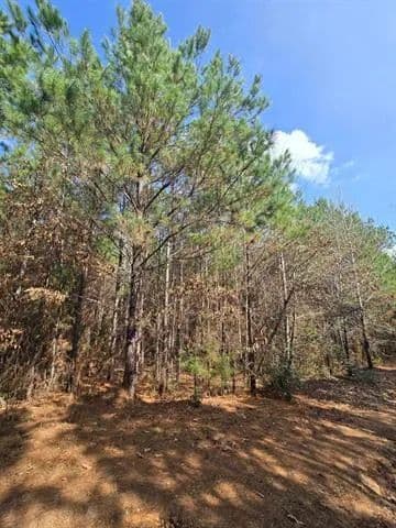 Vacant Land in Henderson - Henderson, Texas, 75654