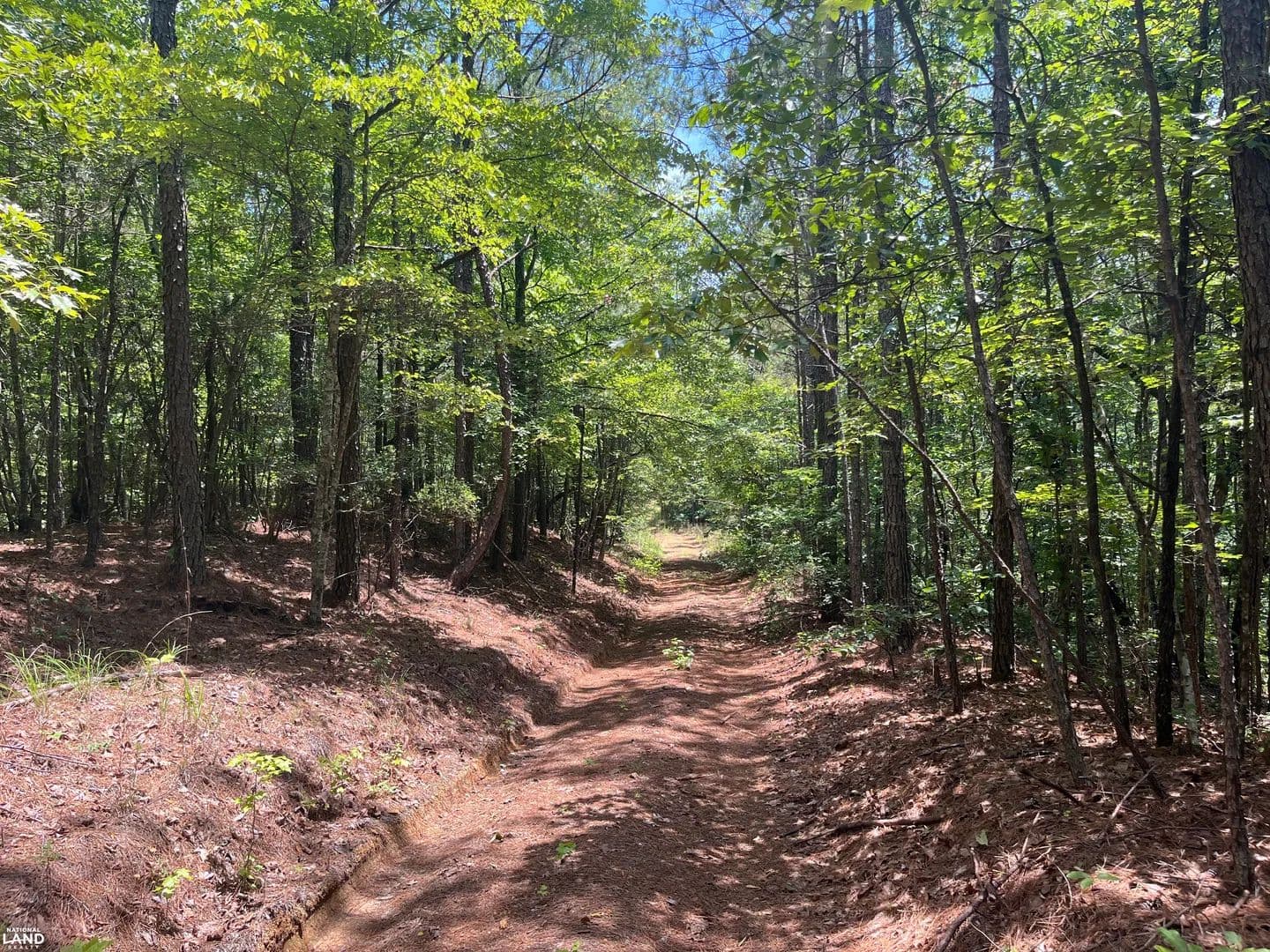 Secluded Timber and Hunting Investment Property - Bobo, Alabama, 35594