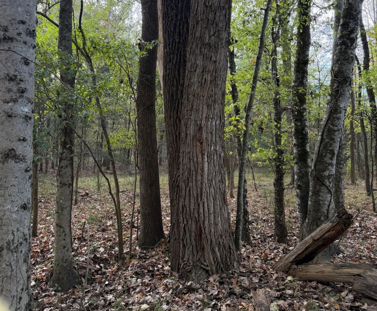34 Acres in Oktibbeha County in Starkville, MS - Starkville, Mississippi, 39759
