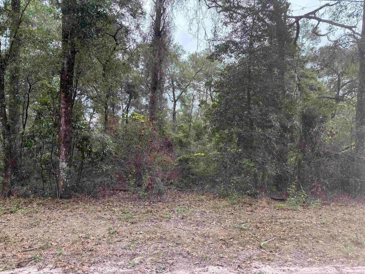 Property from 133 Rochelise Road - KW - Crawfordville, Florida, 32327