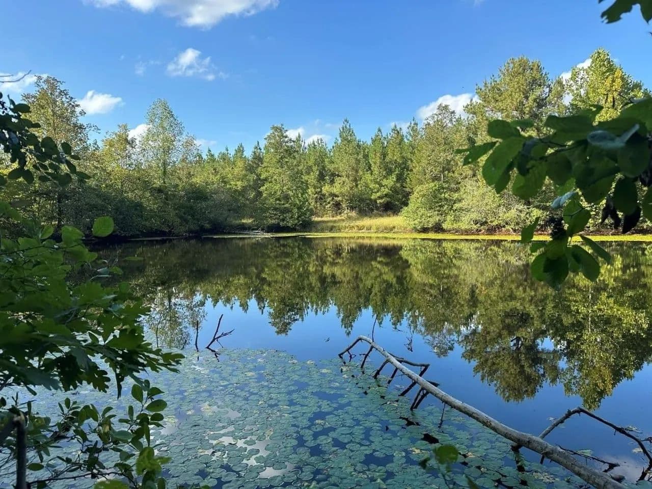 140+/- Acres of Recreational, Residential, Timber and Hunting Land For Sale in Buckingham County VA! - Arvonia, Virginia, 23004