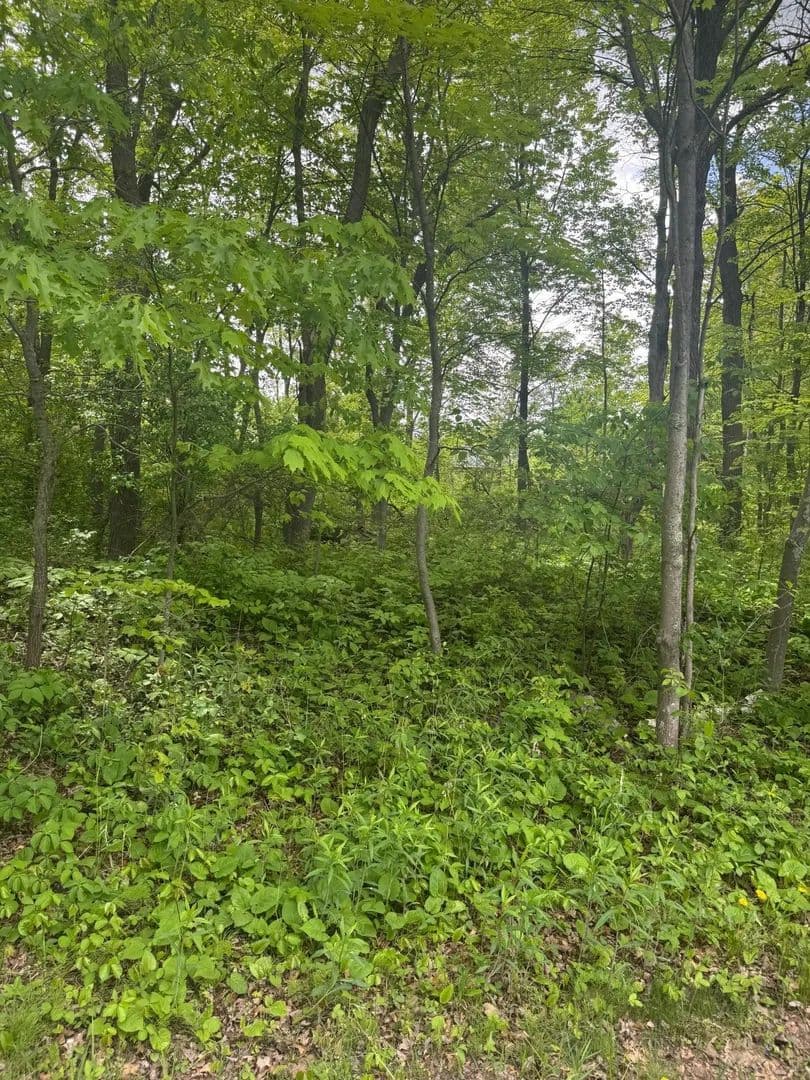 Vacant Land in Linwood Twp