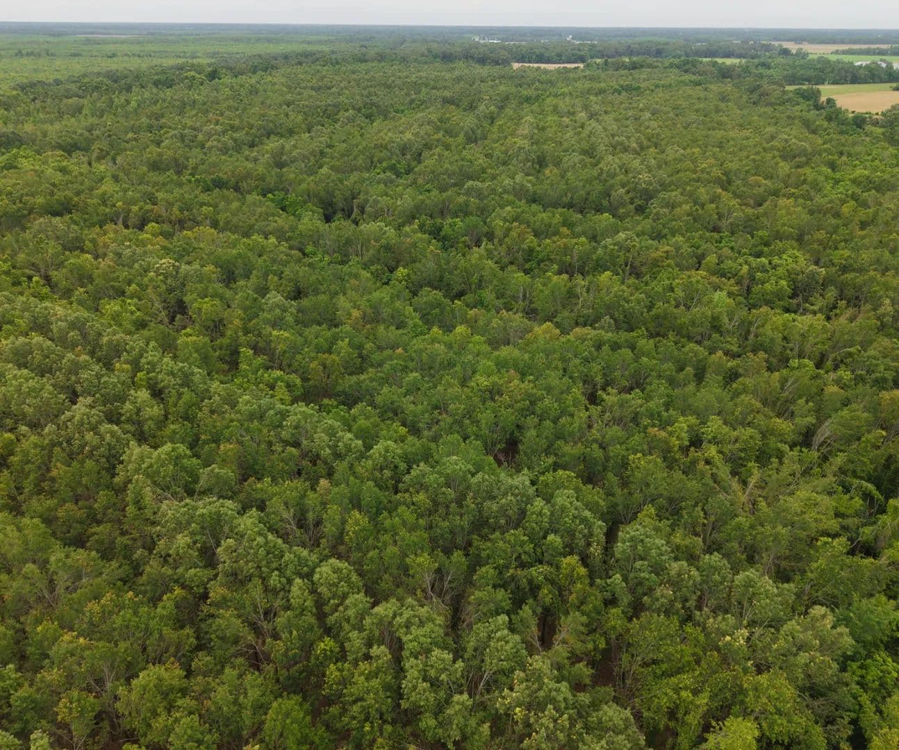 181.48 Acres in Richland Parish in Delhi, LA - Delhi, Louisiana, 71232
