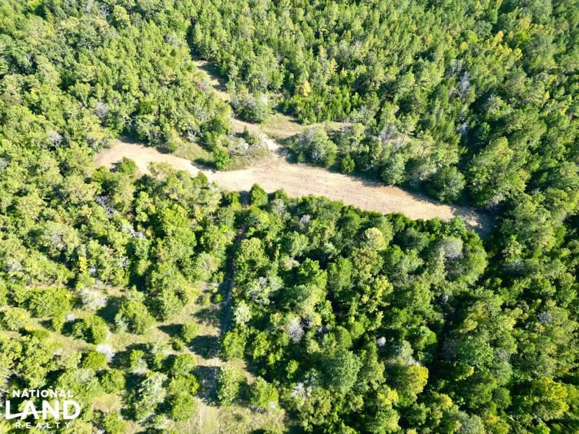 Hills Creek Furman Black Belt Hunting & Timber Tract