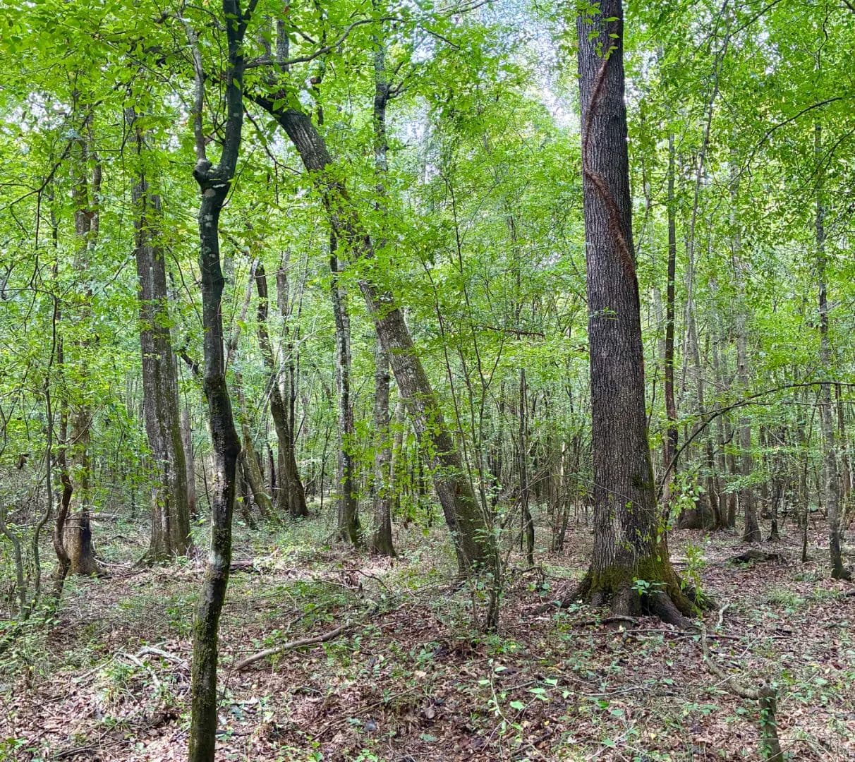 77.59 Acres in Webster County in Eupora, MS - Eupora, Mississippi, 39744