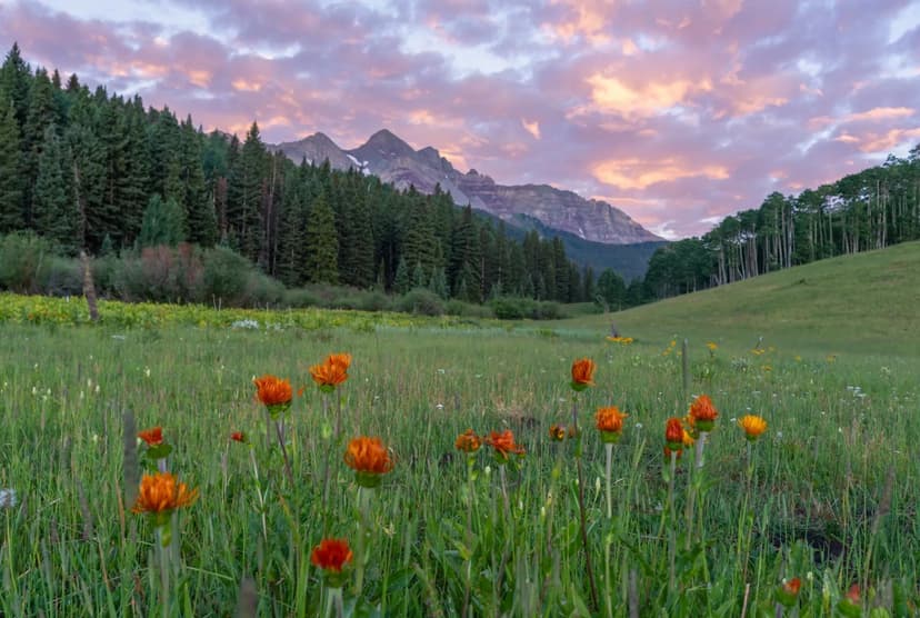 Upper Sunshine Meadows