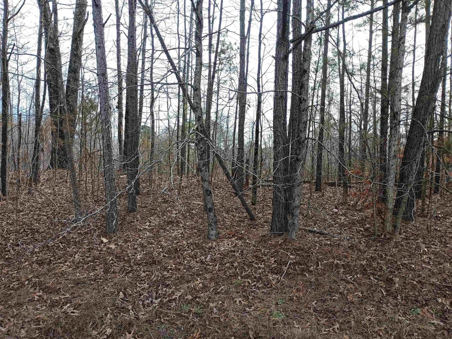 Land -Agricultural (Not Zoned) in Medon - Medon, Tennessee, 38356