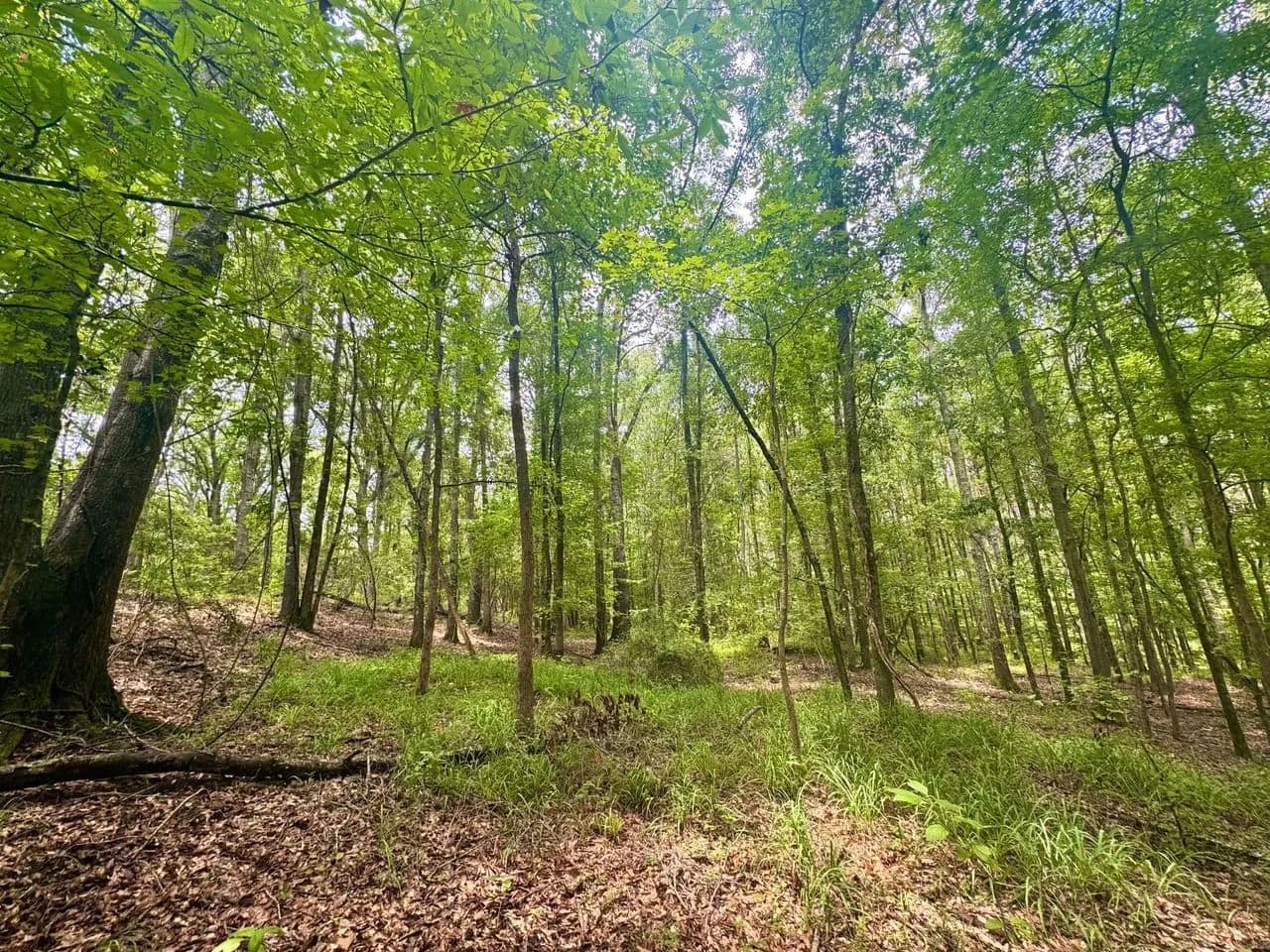 The Perfect Hunting & Recreational Retreat! - Union Springs, Alabama, 36089