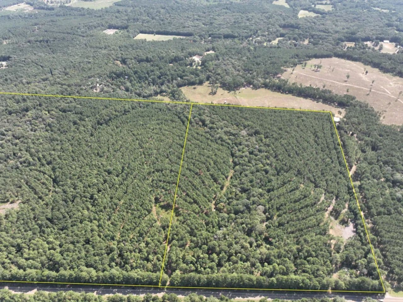 54 Acres | T-7 | FM 256 - Woodville, Texas, 75979