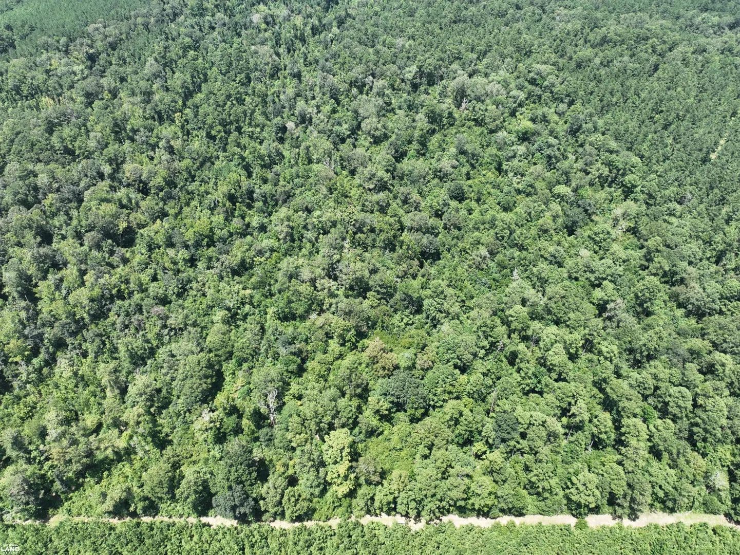 Large Timber Investment & Recreational Property - Hineston - Hineston, Louisiana, 71438