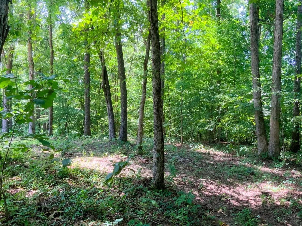 4.5 Acre Lot Minutes from Kentucky Lake and Lake Barkely! - Dover, Tennessee, 37058