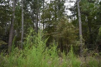 Vacant Land in Andrews - Andrews, South Carolina, 29510