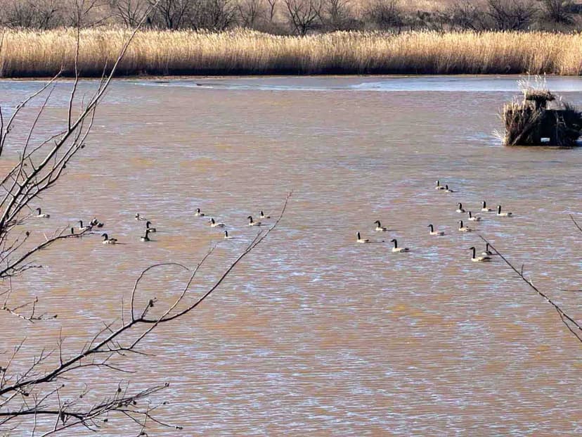 160± Acres of Excellent Wildlife Habitat Ducks, Geese & Whitetail Deer