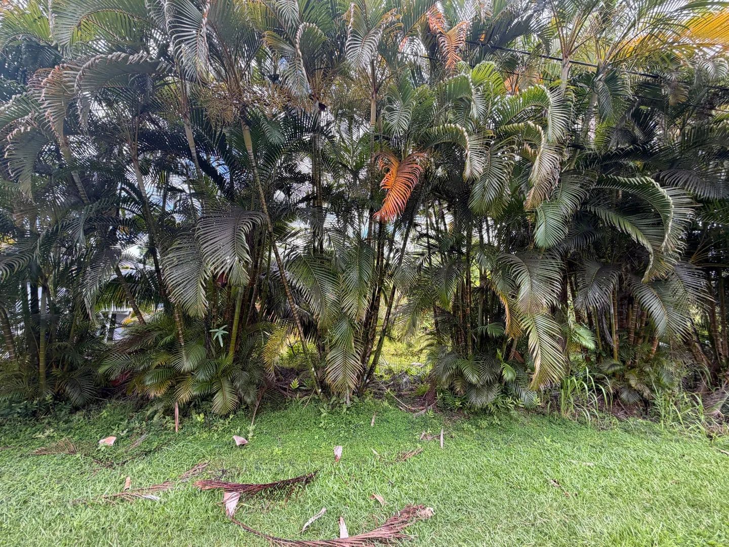 Lots & Land-Other in Pahoa - Pahoa, Hawaii, 96778