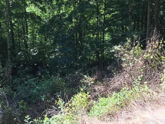 Lots & Land-Other in Wilder in Wilder, Tennessee - photo 3