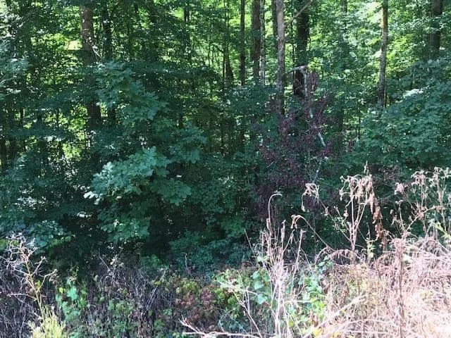 Lots & Land-Other in Wilder in Wilder, Tennessee - photo 2