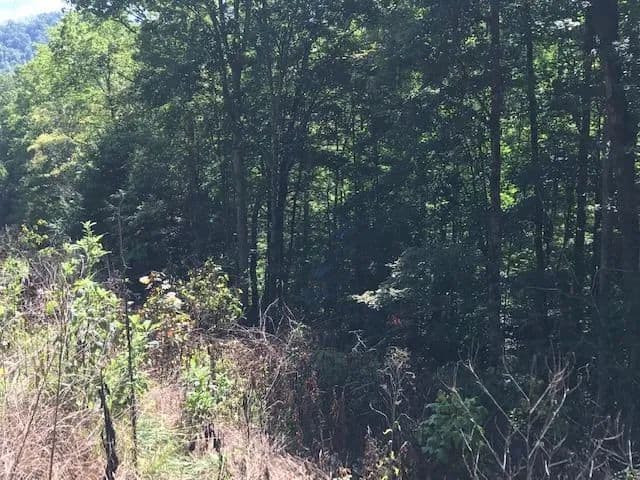 Lots & Land-Other in Wilder in Wilder, Tennessee - photo 6