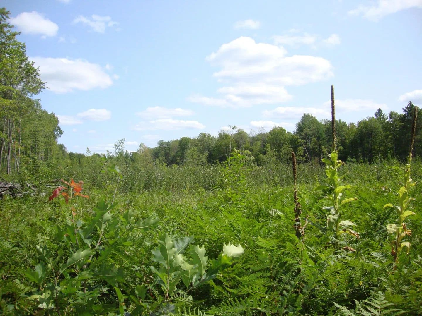 Vacant Land in Gaylord - Gaylord, Michigan, 49735
