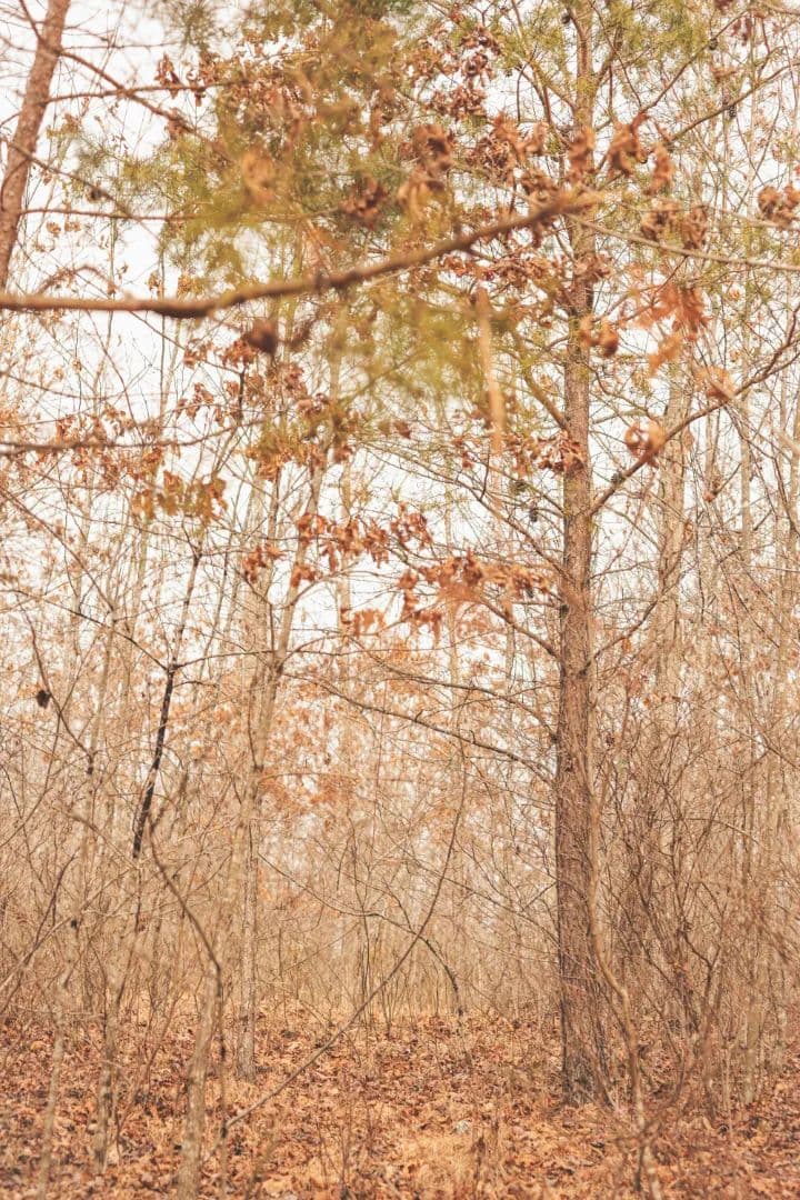 37.9 Acres in Marion County, TN 