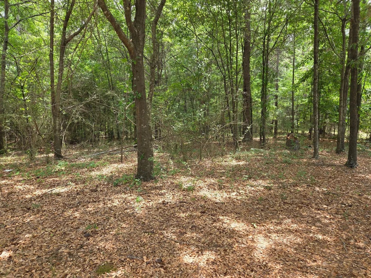 14.92 +/- Wooded Acres in Bibb County GA - Macon, Georgia, 31216